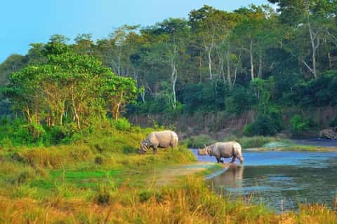 Jungle safari tour